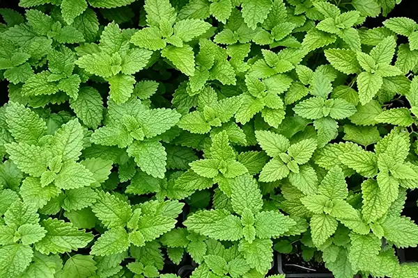 Can Melissa Officinalis Extract Support Calm and Relaxation?